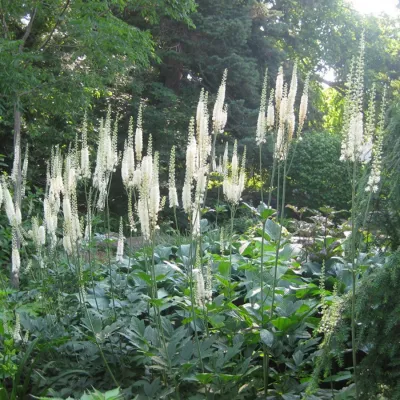 6 x Bugbane à feuilles en cœur &lsquo;Cordifolia&rsquo; – Actaea racemosa &lsquo;Cordifolia&rsquo;  – godet 9cm x 9cm