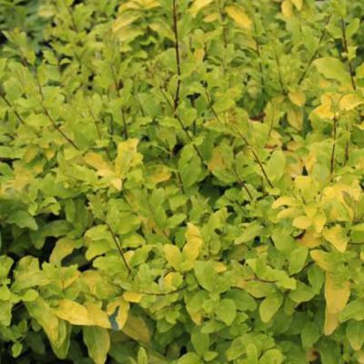 2 x Troène de Californie &lsquo;Lemon Lime&rsquo; – Ligustrum ovalifolium &lsquo;Lemon And Lime&rsquo;  – 25-30 cm pot