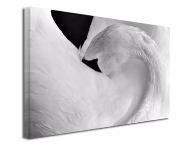 DECLINA, Tableau toile imprimée, animaux, Tableau décoratif Le Cygne, 120×80 cm