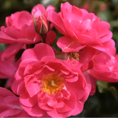 2 x Kordes Rigo-rosier – Rosa &lsquo;Neon&rsquo;