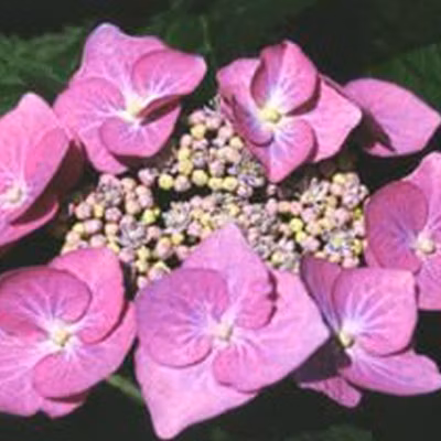 2 x Hortensia &lsquo;Teller Rose&rsquo; – Hydrangea &lsquo;Teller Rose&rsquo;  – 25-30 cm pot