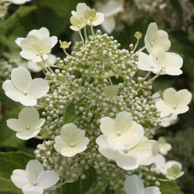2 x Hortensia paniculé &lsquo;Tardiva&rsquo; – Hydrangea paniculata &lsquo;Tardiva&rsquo;  – 40-50 cm pot