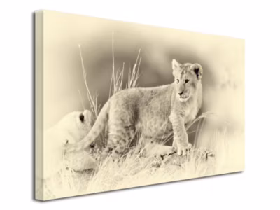 DECLINA, Tableau toile imprimée, animaux, Tableau photo déco le LION Blanc, 120×80 cm