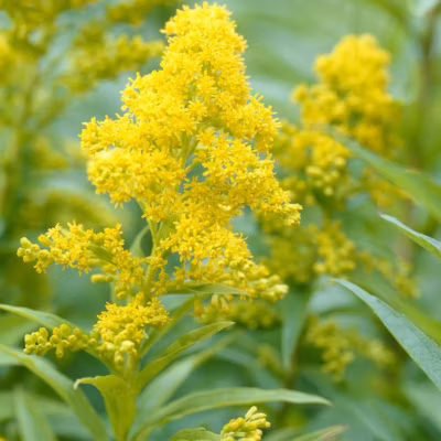 6 x Verge d&rsquo;or &lsquo;Goldkind&rsquo; – Solidago &lsquo;Goldkind&rsquo;  – godet 9cm x 9cm