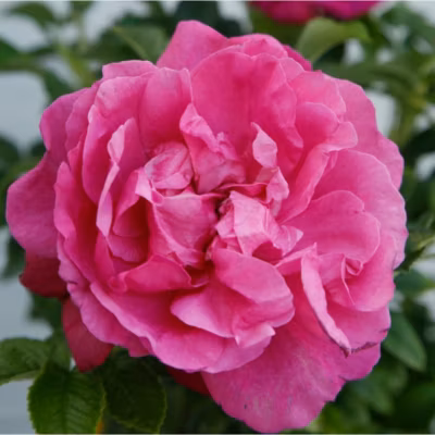 2 x Kordes-Rugosa – Rosa &lsquo;Purple Roadrunner&rsquo;