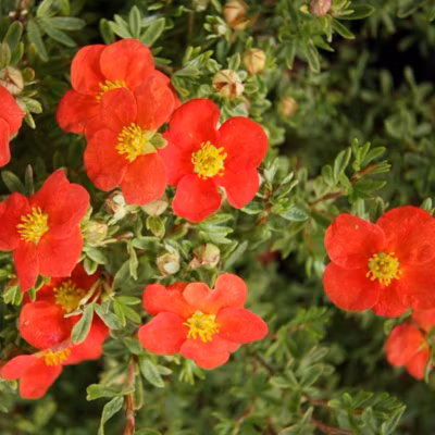 2 x Potentille arbustive – Potentilla fruticosa Marian Red Robin  – 25-30 cm pot