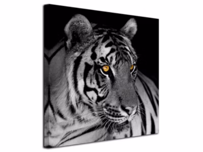 DECLINA, Tableau toile imprimée, animaux, Tableau photo le Tigre Blanc, 30×30 cm
