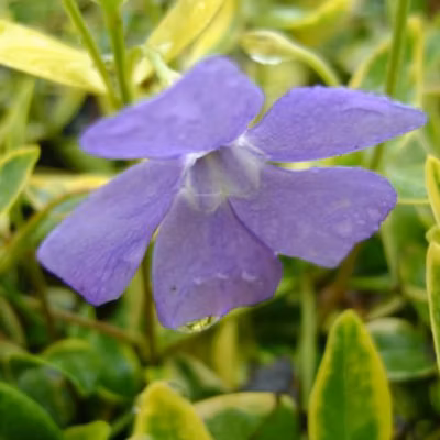 6 x Petite pervenche &lsquo;Aureovariegata&rsquo; – Vinca minor &lsquo;Aureovariegata&rsquo;  – godet 9cm x 9cm