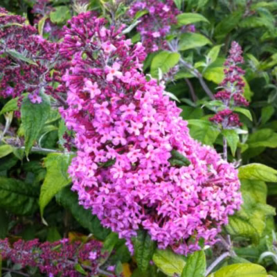 2 x Arbre aux papillons &lsquo;Pink Delight&rsquo; – Buddleja davidii &lsquo;Pink Delight&rsquo;  – 40-60 cm pot