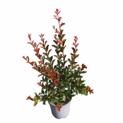 Arbres et plantes – LAGERSTROEMIA  Ruffled red magic – Pot 3 L – 150cm – Rouge vif – Extérieur
