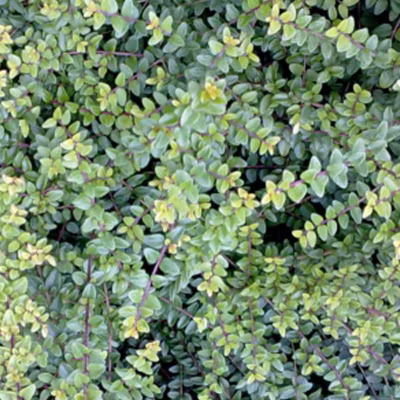 2 x Chèvrefeuille à feuilles de buis &lsquo;Ernest Wilson&rsquo; – Lonicera nitida &lsquo;Ernest Wilson&rsquo;  – 40-50 cm pot