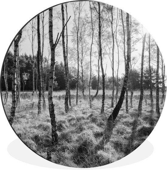 Bouleaux dans la forêt européenne en – aluminium cercle mural carré noir et blanc