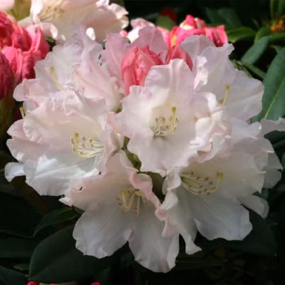 2 x Rhododendron &lsquo;Dreamland&rsquo; – 30-40 cm pot