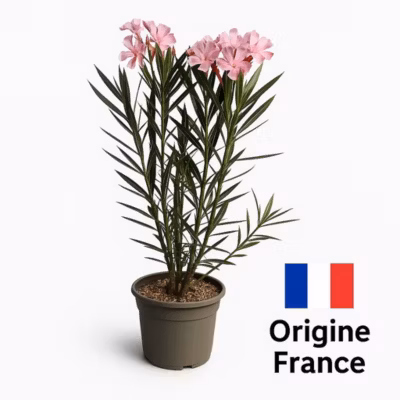 Arbres et plantes – Laurier rose &lsquo;rosanie&rsquo; – Pot 3 L – H 80 cm – 150cm – Rose – Extérieur