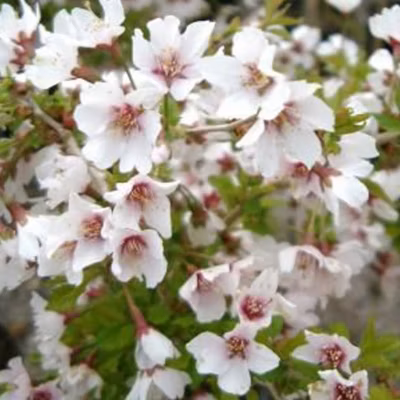 2 x Cerisiers à fleurs &lsquo;Kojo-no-mai&rsquo; – Prunus incisa &lsquo;Kojou-No-Mai&rsquo;  – 30-40 cm pot