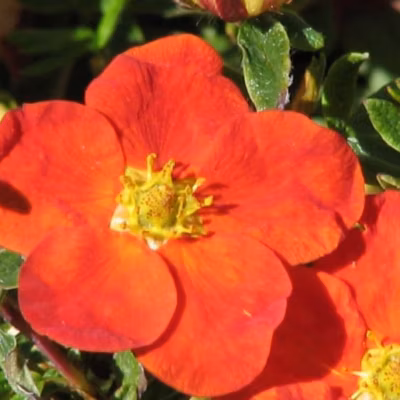 2 x Potentille arbustive &lsquo;Red Ace&rsquo; – Potentilla fruticosa &lsquo;Red Ace&rsquo;  – 20-25 cm pot