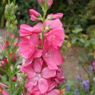 6 x Sidalcea &lsquo;Rosy Gem&rsquo; – godet 9cm x 9cm