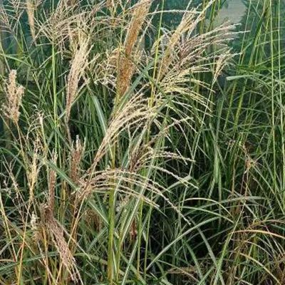 6 x Eulalie &lsquo;Flamingo&rsquo; – Miscanthus sinensis &lsquo;Flamingo&rsquo;  – godet 9cm x 9cm
