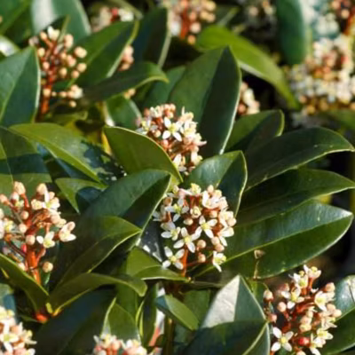 2 x Skimmia du Japon &lsquo;Olympic Flame&rsquo; – Skimmia japonica &lsquo;Olympic Flame&rsquo;  – 20-25 cm pot