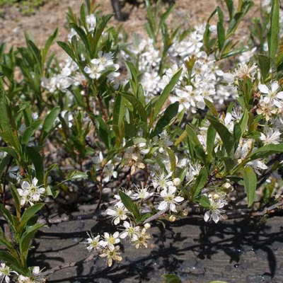 2 x Prunier tapissant – Prunus pumila &lsquo;Depressa&rsquo;  – 25-30 cm pot
