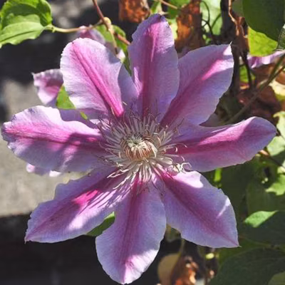 2 x Clématite &lsquo;Doctor Ruppel&rsquo; – Clematis &lsquo;Doctor Ruppel&rsquo;  – 50-60 cm pot