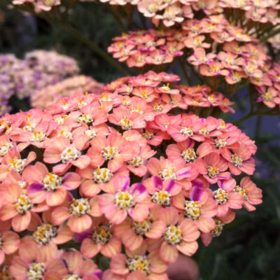 6 x Achillée millefeuille &lsquo;Wesersandstein&rsquo; – Achillea millefolium &lsquo;Wesersandstein&rsquo;  – godet 9cm x 9cm