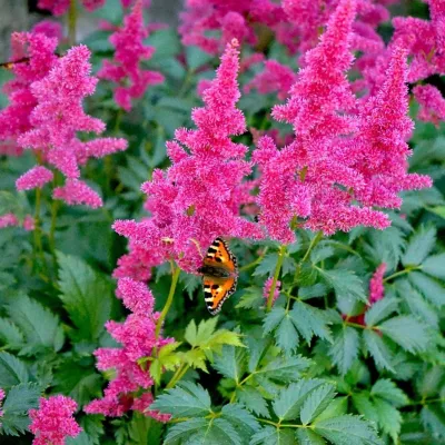 6 x Astilbe -j &lsquo;Köln&rsquo; – Astilbe japonica &lsquo;Köln&rsquo;  – godet 9cm x 9cm