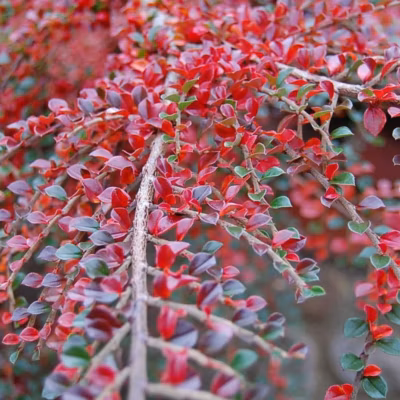 2 x Cotonéaster rampant – Cotoneaster horizontalis  – 30-40 cm pot