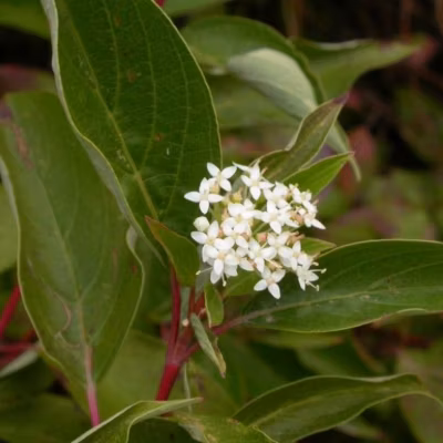2 x Cornouiller Canadien &lsquo;Kelseyi&rsquo; – Cornus sericea &lsquo;Kelseyi&rsquo;  – 15-20 cm pot