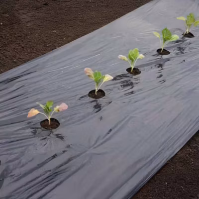 Film de paillage GROS LEGUMES – 10 m