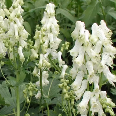 6 x Casque de jupiter – Aconitum napellus &lsquo;Schneewittchen&rsquo;  – godet 9cm x 9cm
