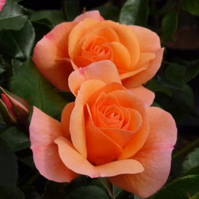 2 x Rose grimpante Kordes – Rosa &lsquo;Aprikola&rsquo;