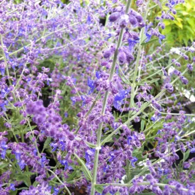 2 x Sauge d&rsquo;Afghanistan &lsquo;Little Spire&rsquo; – Perovskia atriplicifolia &lsquo;Little Spire&rsquo;  – 30-40 cm pot