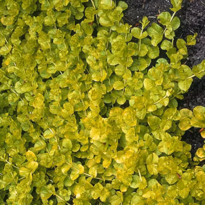 6 x Lysimachia nummularia &lsquo;Aurea – Lysimachia nummularia &lsquo;Aurea&rsquo;  – godet 9cm x 9cm