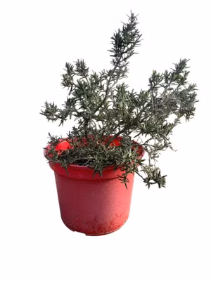 Arbres et plantes – ROSMARINUS off. pointe du raz – Pot 4 L – 100cm – Violet – Extérieur