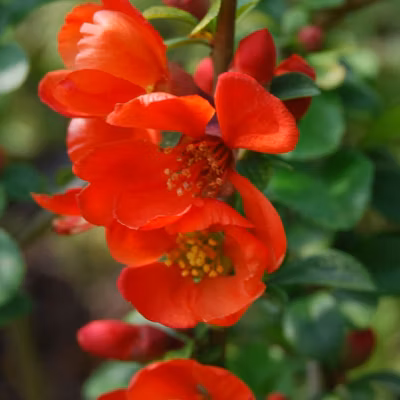 2 x Cognassier du Japon &lsquo;Sargentii&rsquo; – Chaenomeles japonica &lsquo;Sargentii&rsquo;  – 30-40 cm pot
