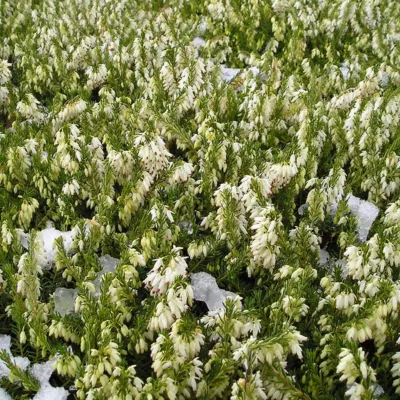 2 x Bruyère des neiges Blanc – Erica darleyensis  – 12-15 cm pot