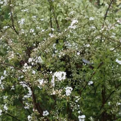 2 x Spirée Norvège – Spiraea cinerea &lsquo;Graciosa&rsquo;  – 40-60 cm pot