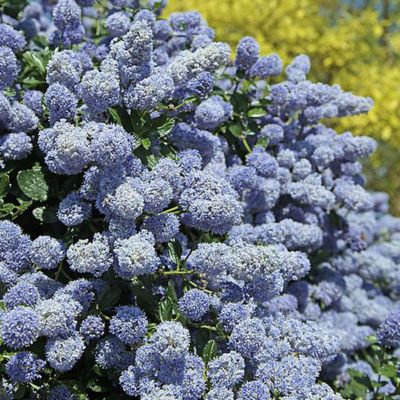 2 x Céanothe &lsquo;Gloire De Versailles&rsquo; – Ceanothus &lsquo;Gloire De Versailles&rsquo;  – 40-50 cm pot
