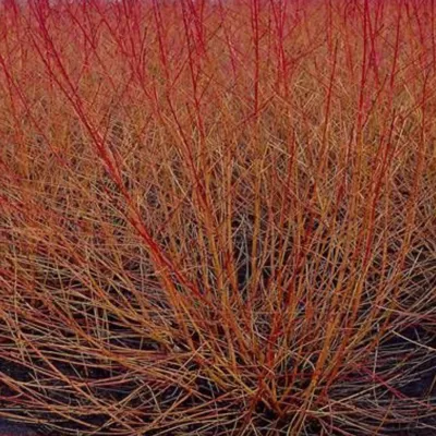2 x Cornus sang. &lsquo;Midwinter Fire&rsquo; – 40-50 cm pot