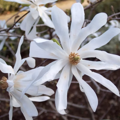 Magnolia étoilé – Magnolia stellata  – 60-80 cm pot