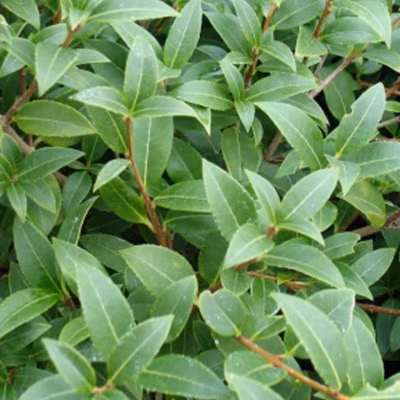 2 x Osmanthe de Burkwood – Osmanthus burkwoodii  – 60-80 cm pot